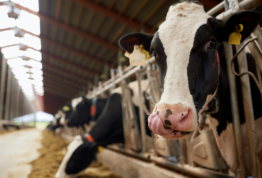 Healthy Cattle